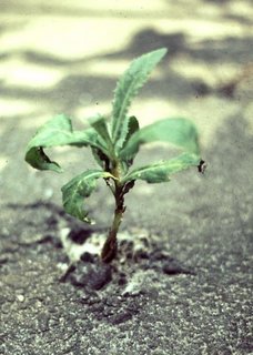 plantje_asfalt.jpg